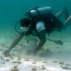 Pearl Diving